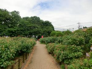バラサポ与野公園剪定2