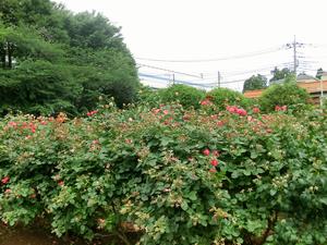 バラサポ与野公園剪定3
