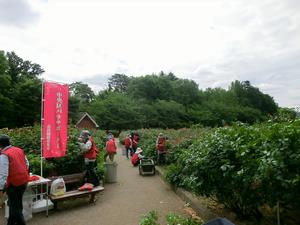 バラサポ与野公園剪定4
