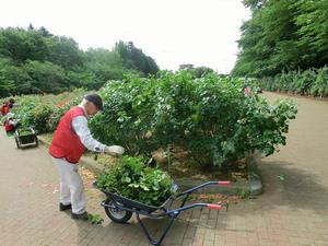 バラサポ与野公園剪定5