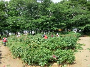 バラサポ与野公園剪定6