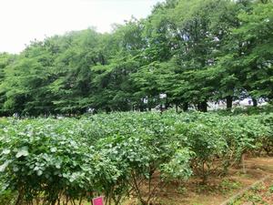 バラサポ与野公園剪定9