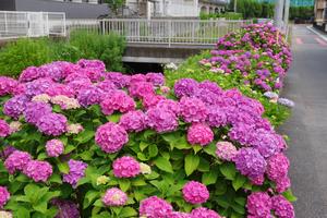 鈴谷小学校あじさい2