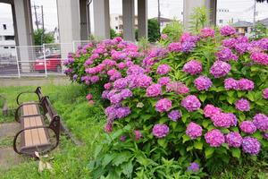 環境空間赤山あじさい1