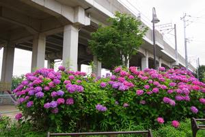 環境空間赤山あじさい2