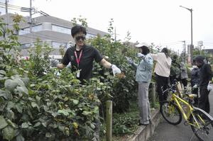 庁舎バラ剪定3