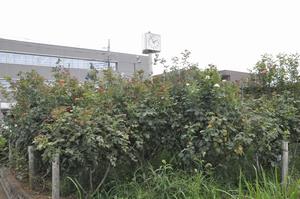 庁舎バラ剪定7