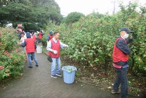 バラサポ与野公園剪定3
