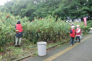 バラサポ与野公園剪定4