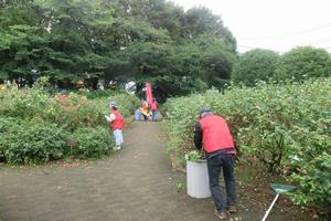 バラサポ与野公園剪定5