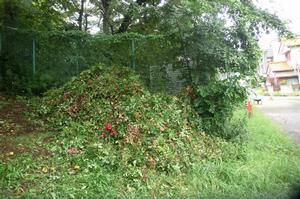 バラサポ与野公園剪定6