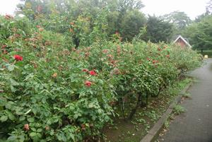 バラサポ与野公園剪定7