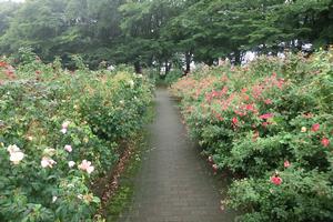 バラサポ与野公園剪定8