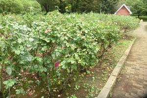 バラサポ与野公園剪定10