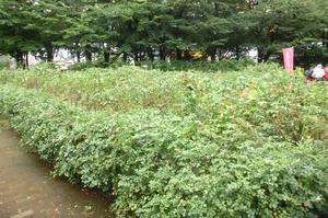 バラサポ与野公園剪定11