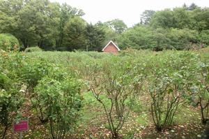 バラサポ与野公園剪定12