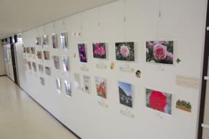 バラコン写真展示5