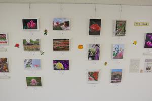 バラコン写真展示6