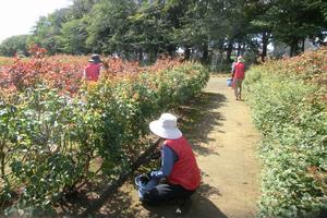 バラサポ施肥作業8