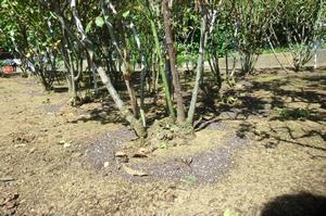 バラサポ施肥作業9