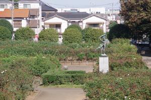 秋バラ2
