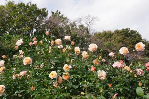 与野公園16