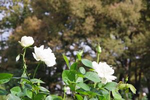 与野公園17