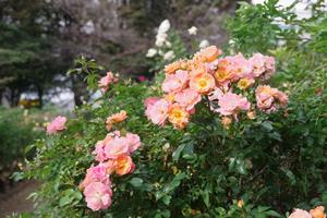 与野公園18