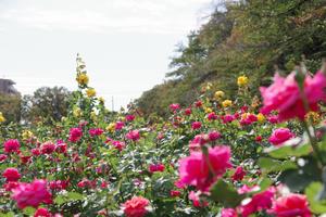 与野公園26