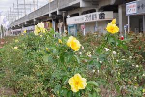 駅前公園2