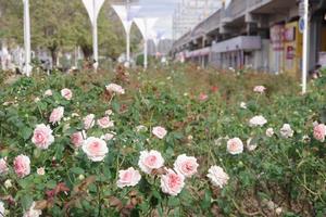 駅前公園3