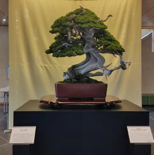 盆美ホール　樹齢700年超え