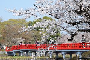 桜　岩槻城址公園1.