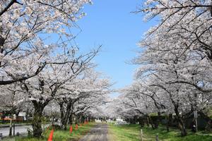桜　岩槻城址公園2.