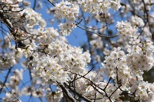 桜　馬込第六天神社
