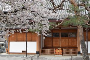 桜　願生寺