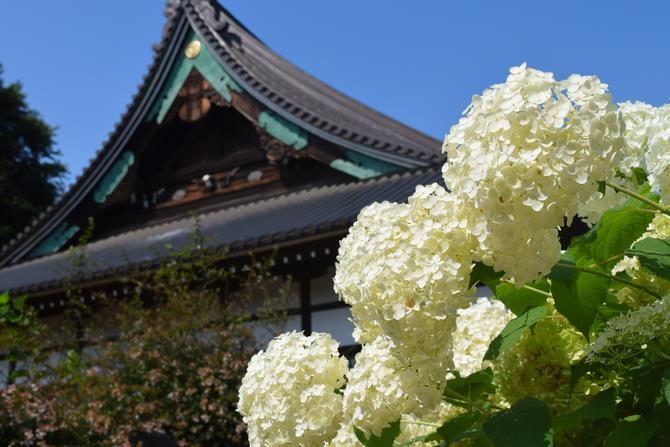 岩槻区内のあじさい