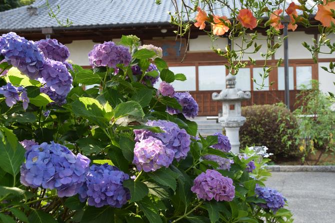 岩槻区内のあじさい