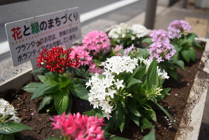東岩槻　花の植え替え