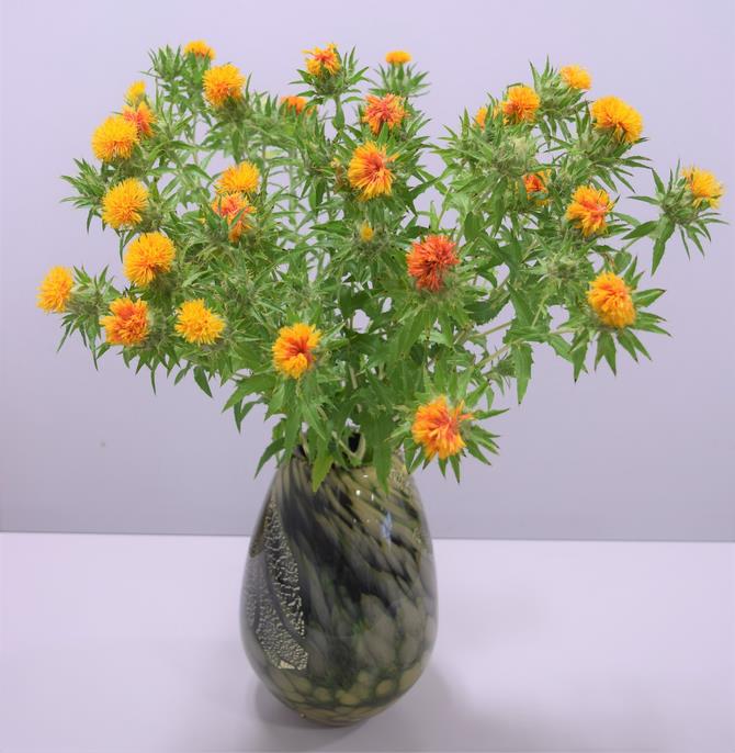 河北町　紅花