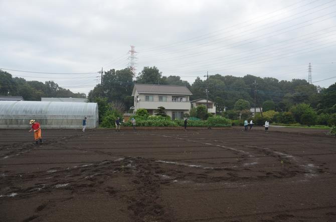 鹿室コスモス畑