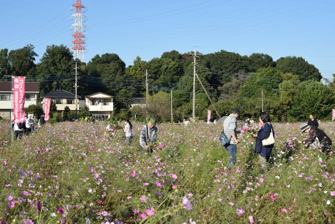 コスモスのさんぽ路