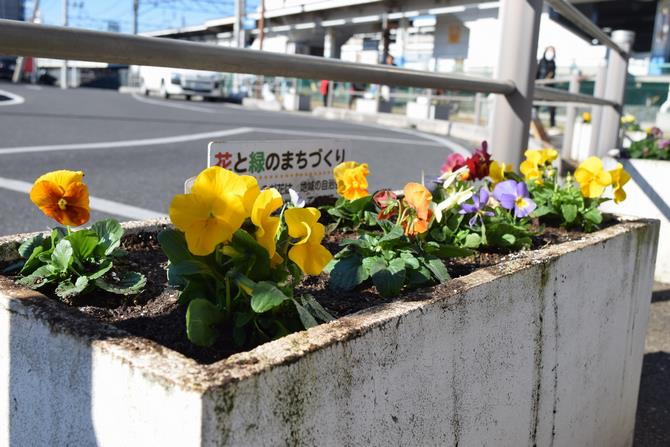 花の植替