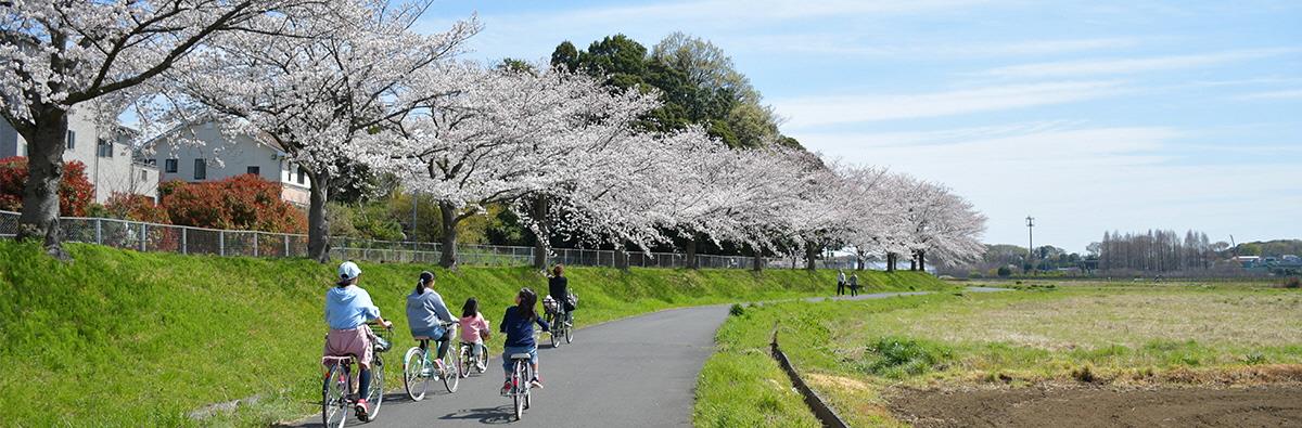 桜回廊の画像