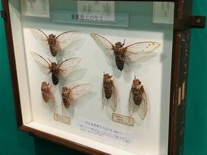 世界最大のセミ、テイオウゼミ