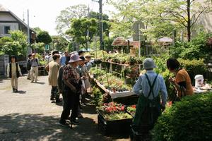 大盆栽まつり　景観2