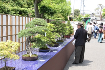 大盆栽まつり（市民盆栽展）