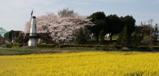 菜の花畑と風車の写真