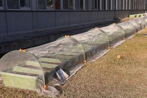 種まき（先発）2.