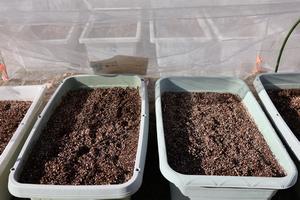 種まき（先発）